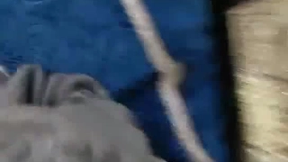 小皮鞭，干骚逼对话精彩
